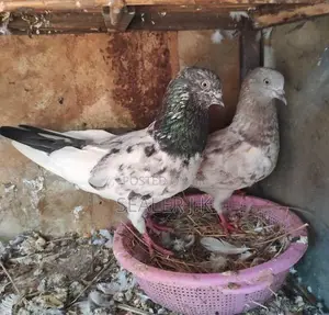 Pigeon