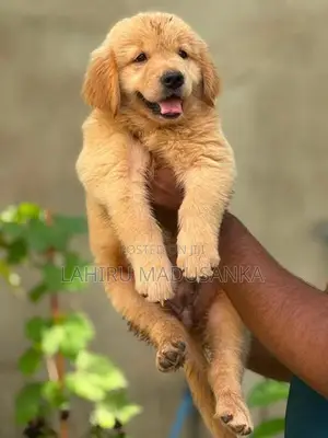 Golden Retriever Puppy