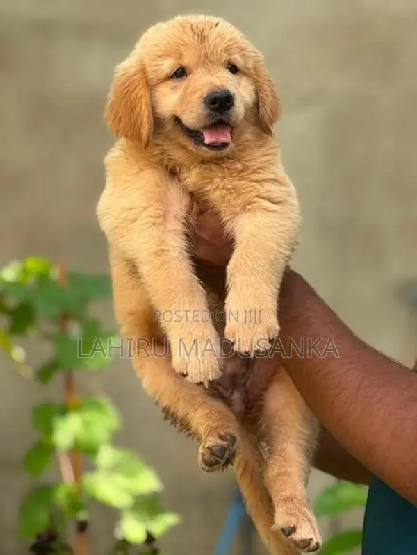 Golden Retriever Puppy