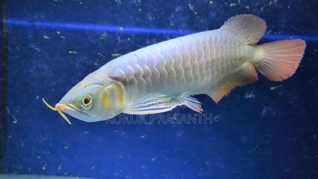 Arowana Fish