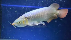 Arowana Fish