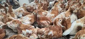 Brown Hen