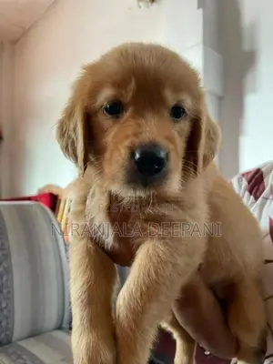 Golden Retriever