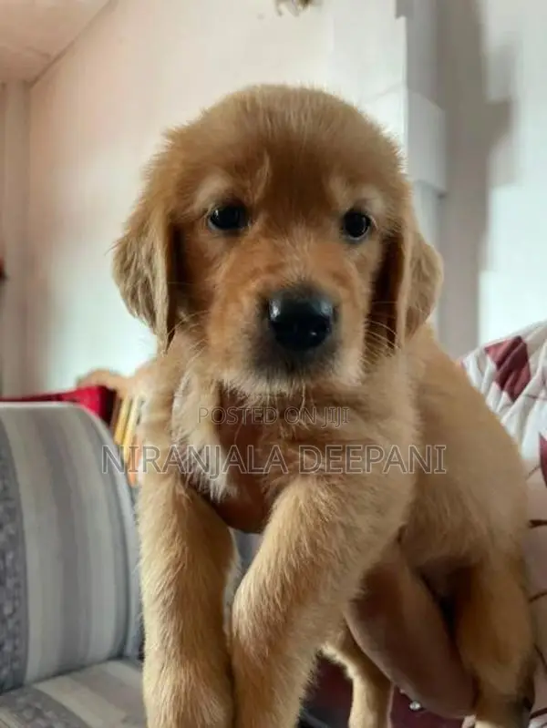 Golden Retriever