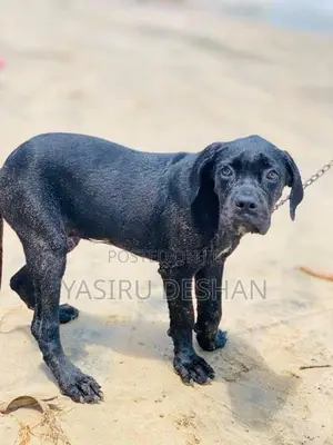 cane corso puppy