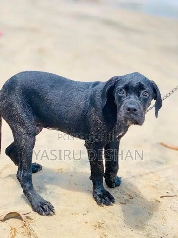 cane corso puppy