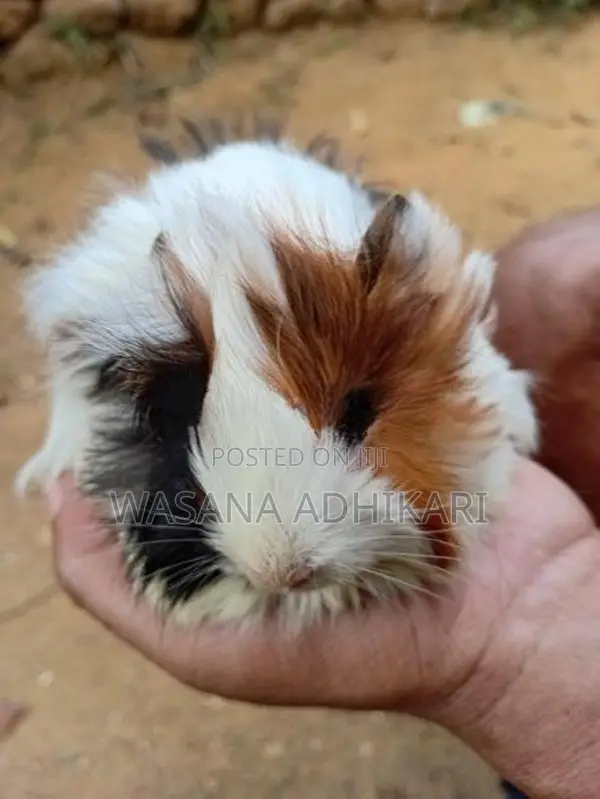 ගිනිපික්