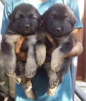 German Shepherd Long Coat Puppies