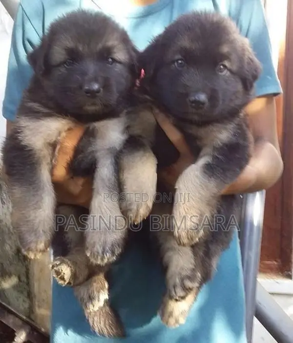 German Shepherd Long Coat Puppies