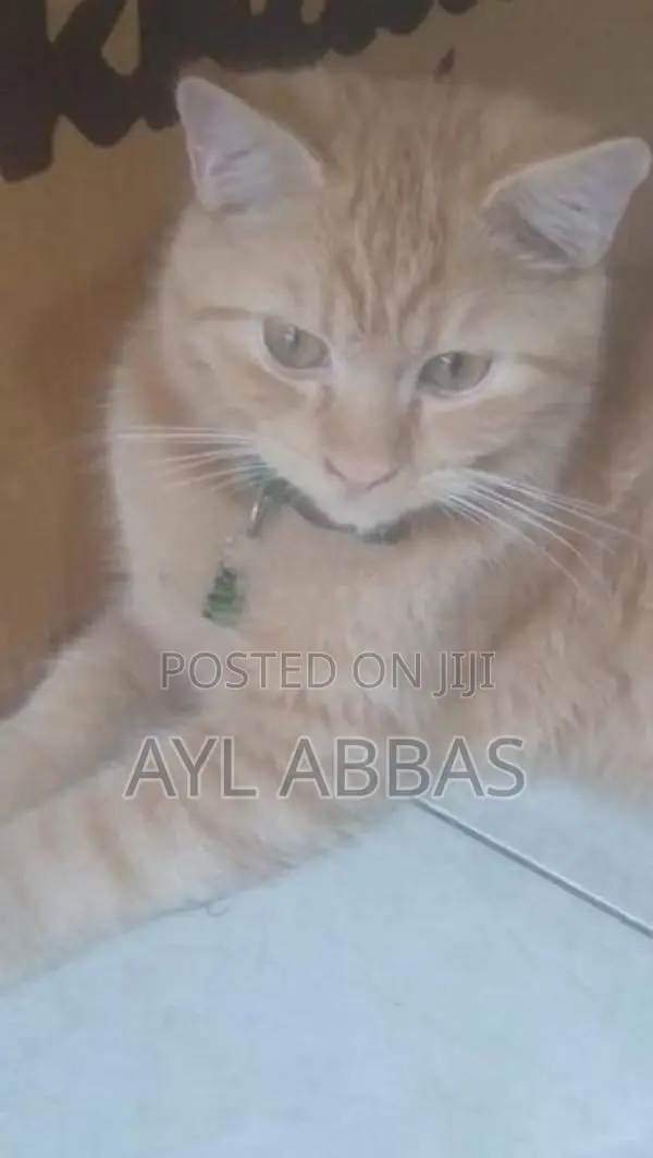ginger pure breed male kitten