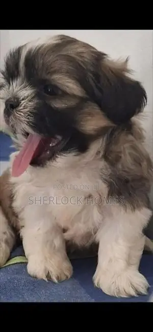 Shih Tzu Puppies