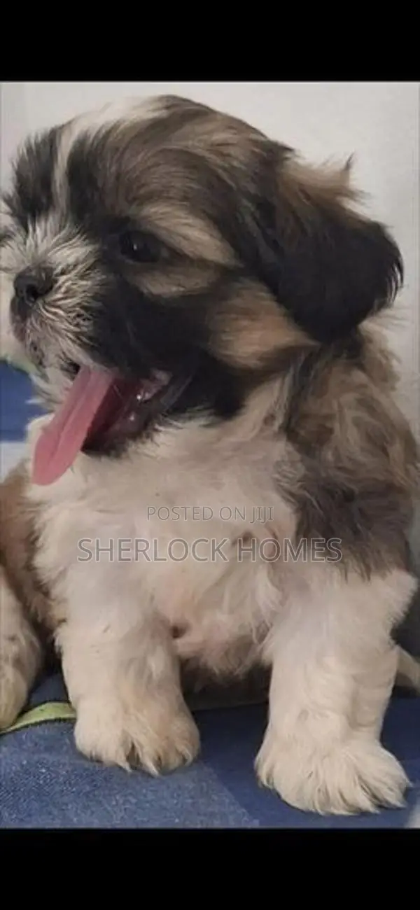 Shih Tzu Puppies