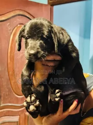 Labrador Puppy