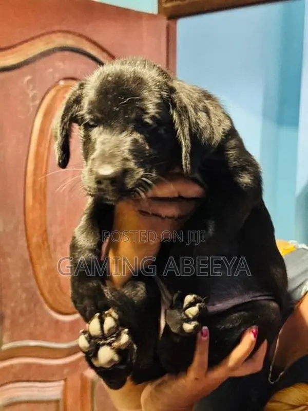 Labrador Puppy