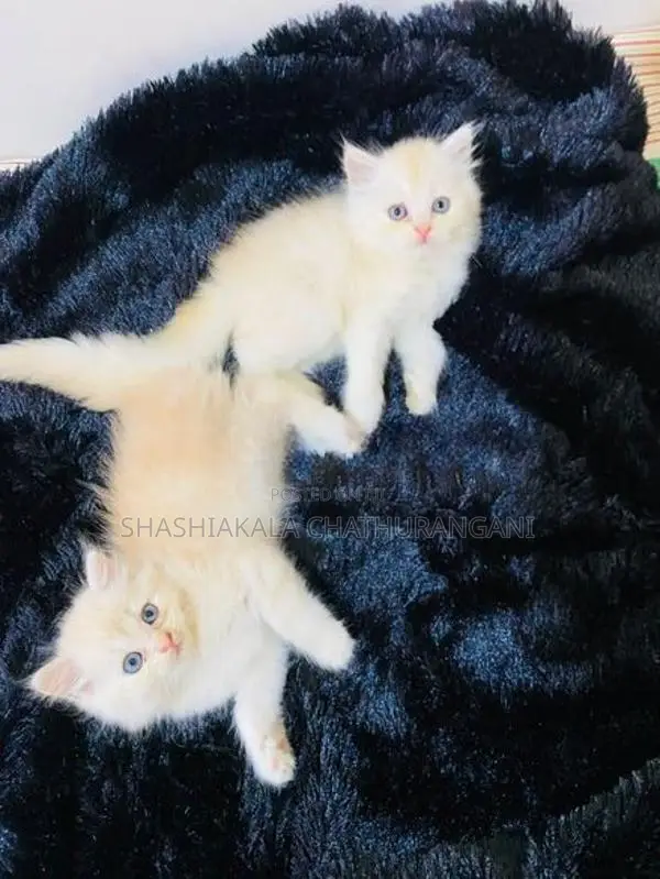 pursian cat