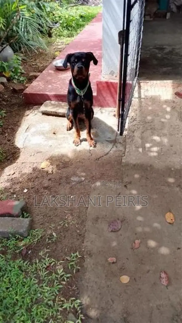 Rottweiler