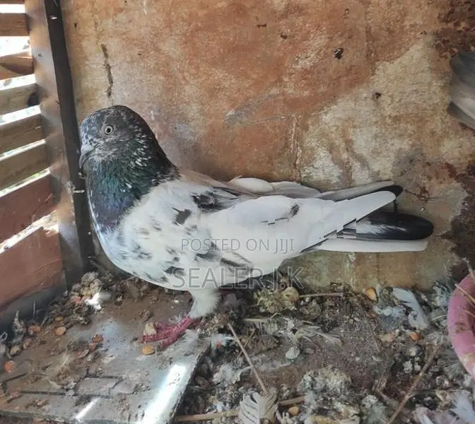 Pigeon