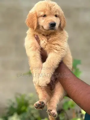 Golden Retriever Puppy