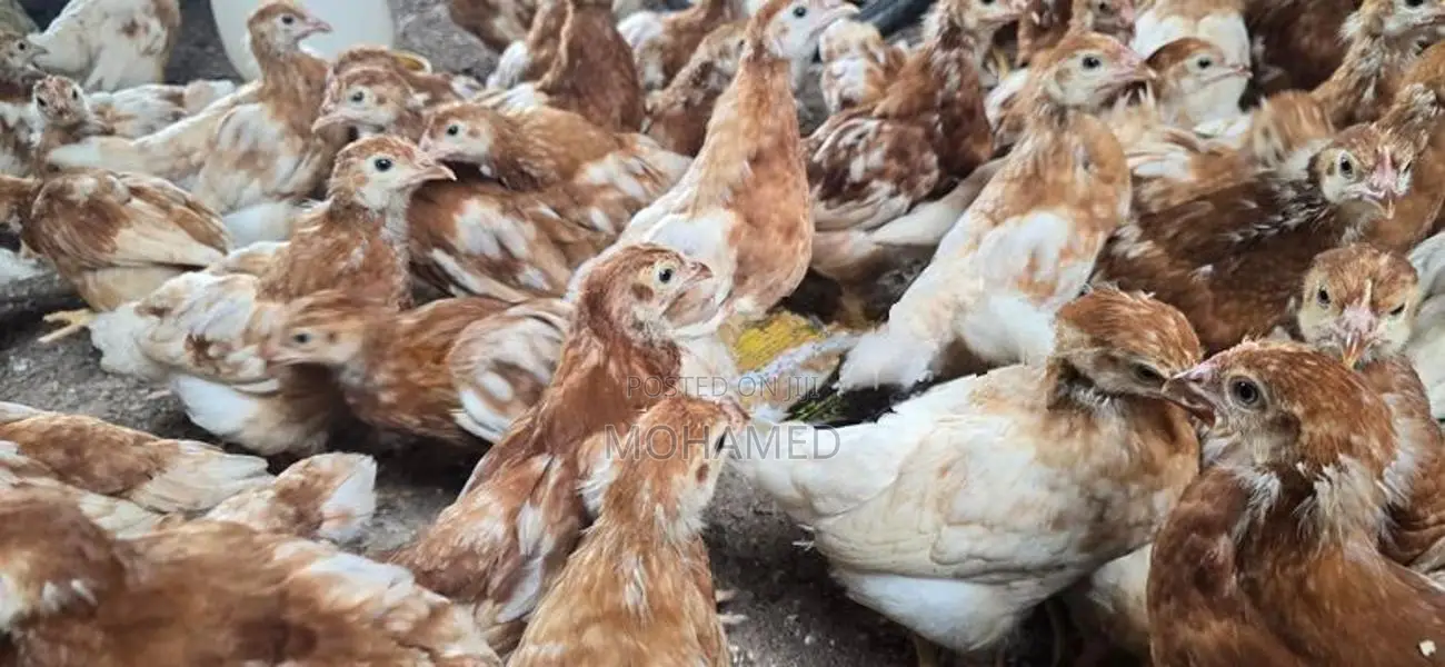 Brown Hen