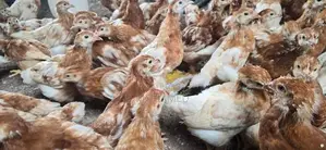 Brown Hen