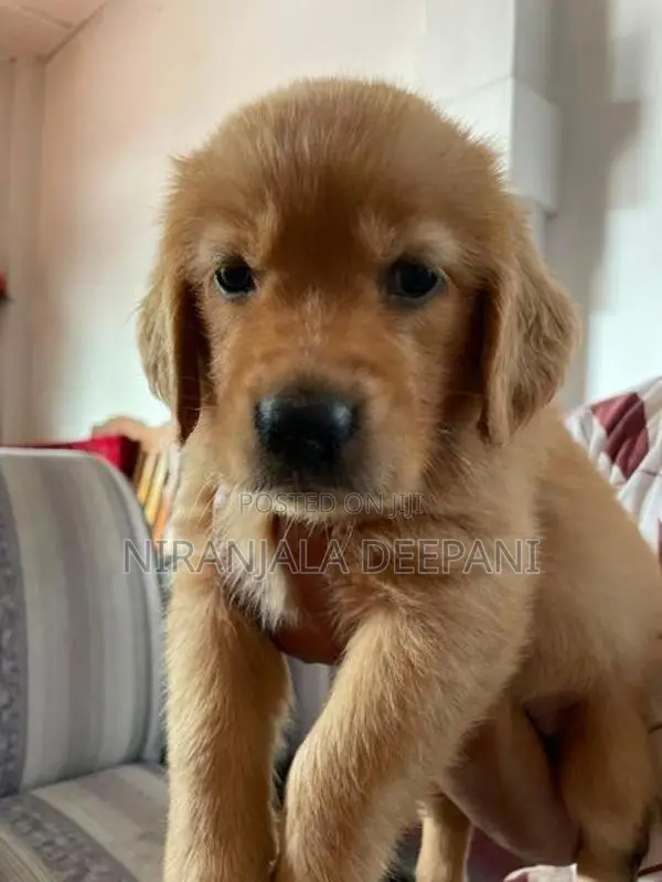 Golden Retriever