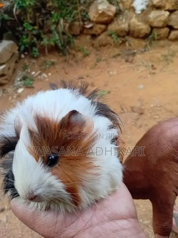 ගිනිපික්