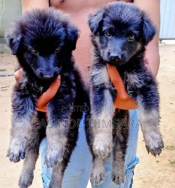 German Shepherd Long Coat Puppies
