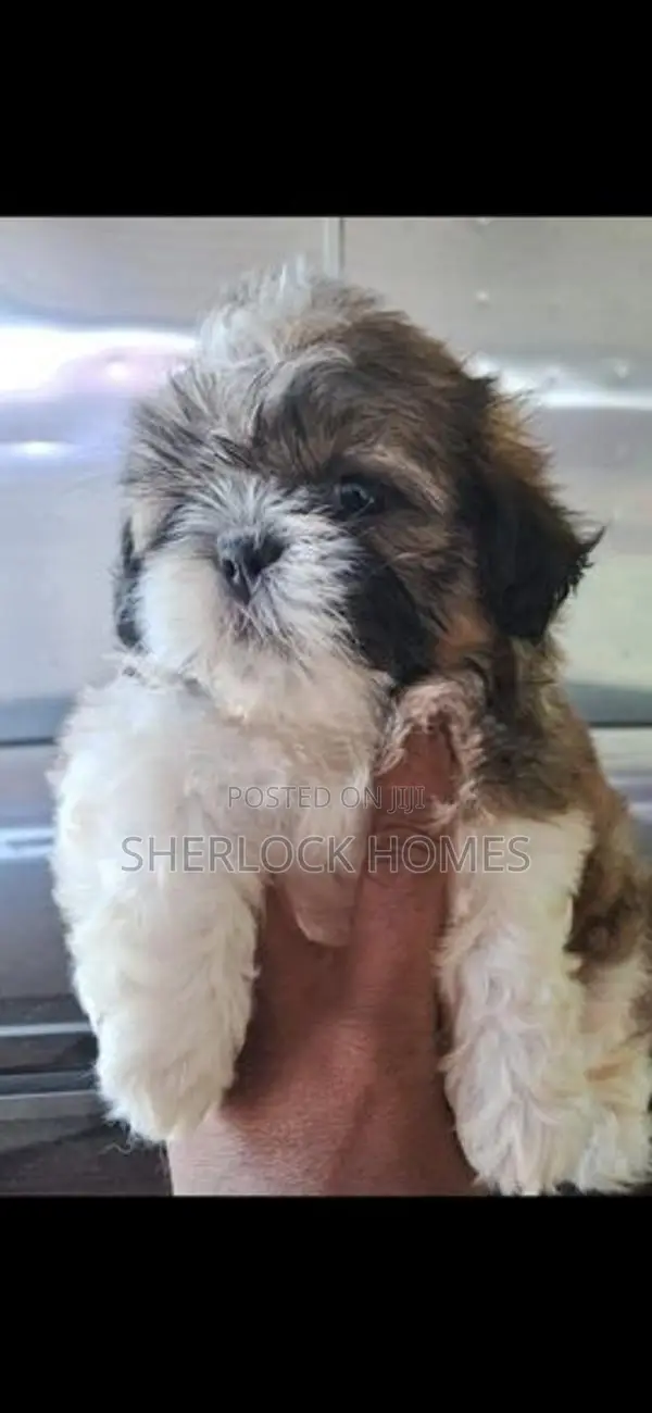 Shih Tzu Puppies
