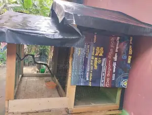 කුරුලු කූඩුව