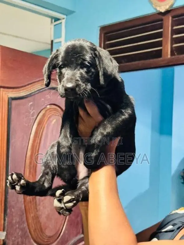 Labrador Puppy