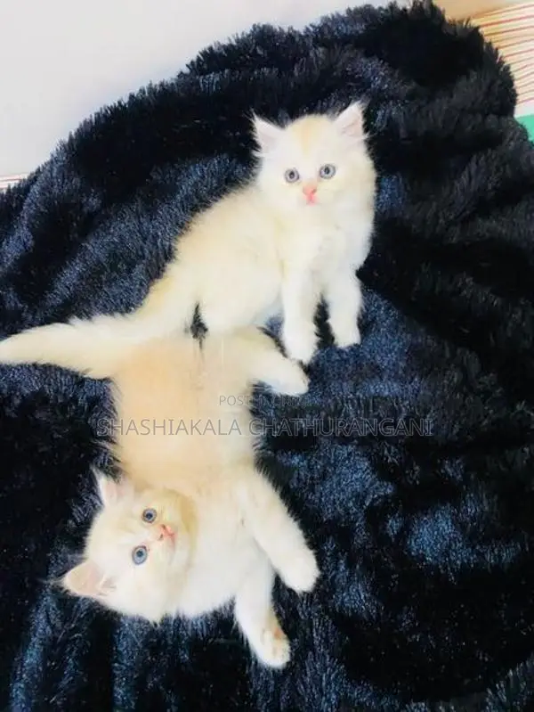 pursian cat