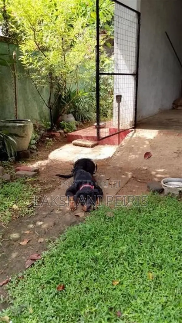Rottweiler