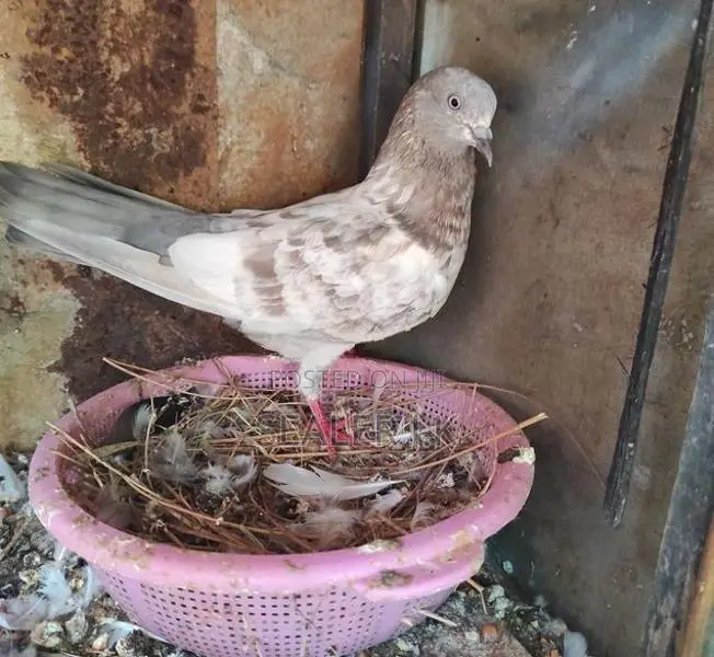 Pigeon