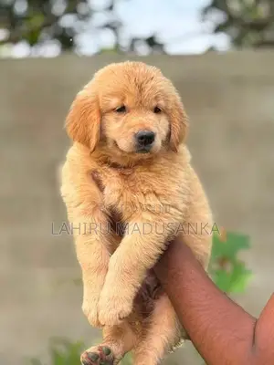 Golden Retriever Puppy