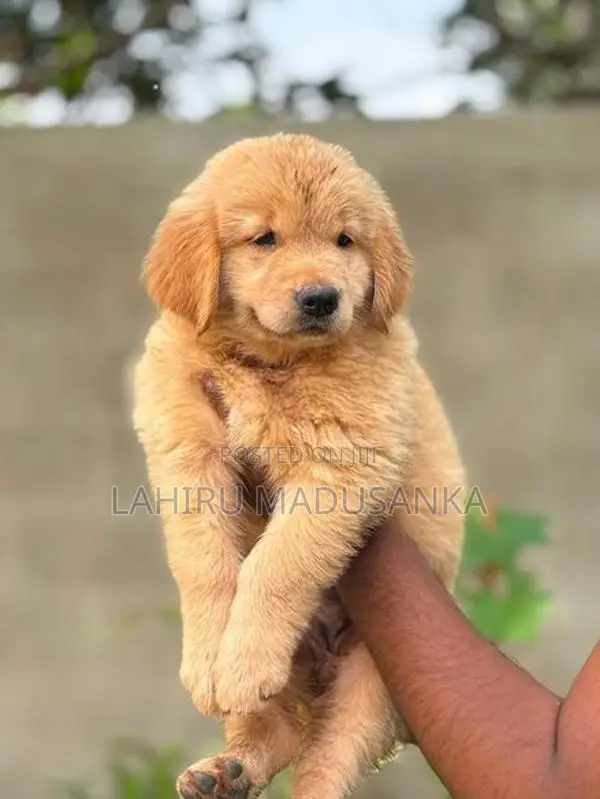 Golden Retriever Puppy