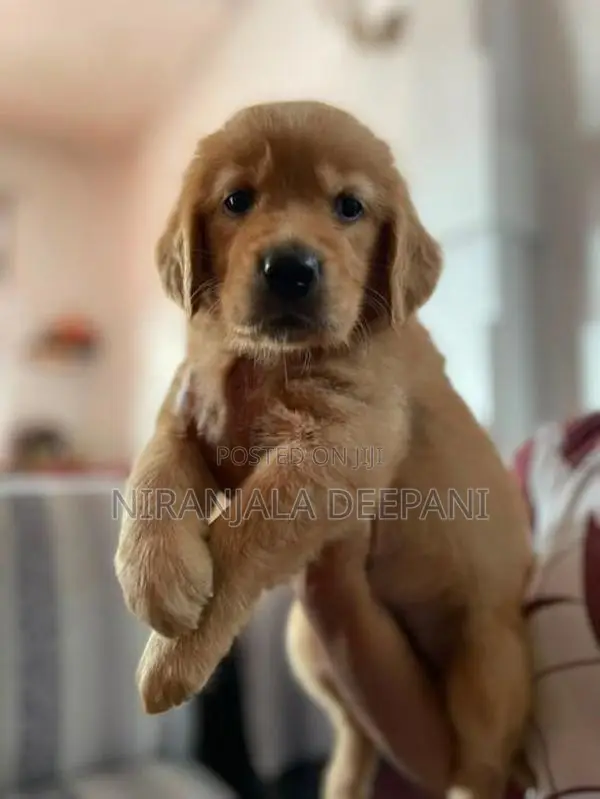 Golden Retriever