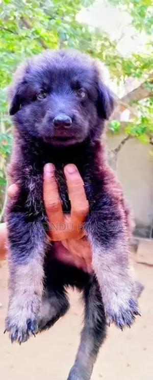 German Shepherd Long Coat Puppies