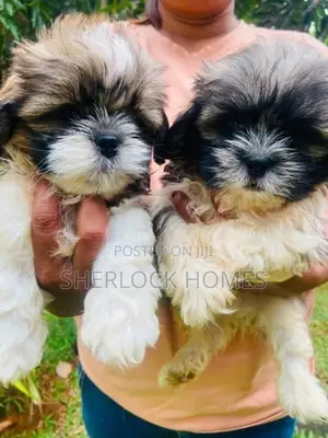 Shih Tzu Puppies