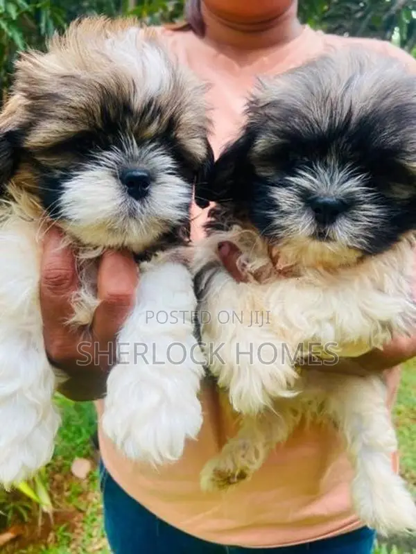 Shih Tzu Puppies