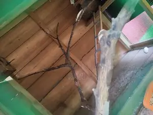 කුරුලු කූඩුව