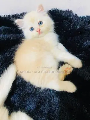 pursian cat