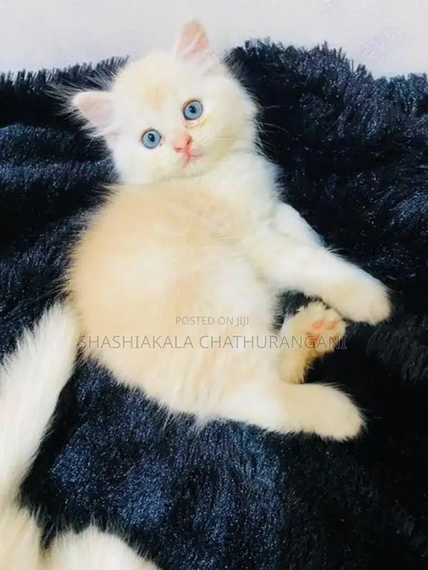 pursian cat