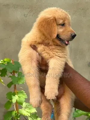 Golden Retriever Puppy