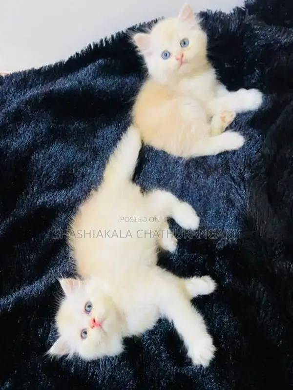 pursian cat
