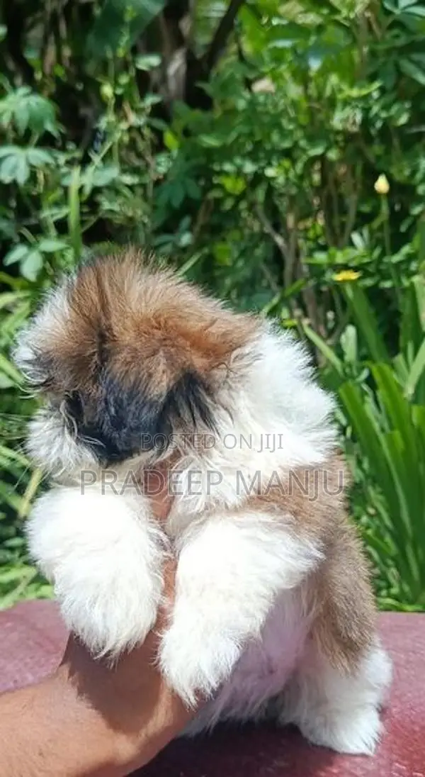 shih tzu