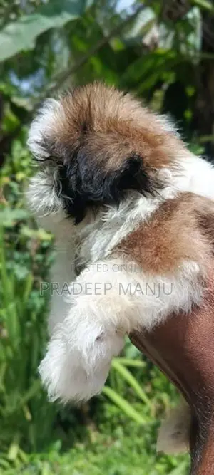 shih tzu