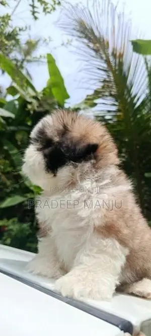 shih tzu