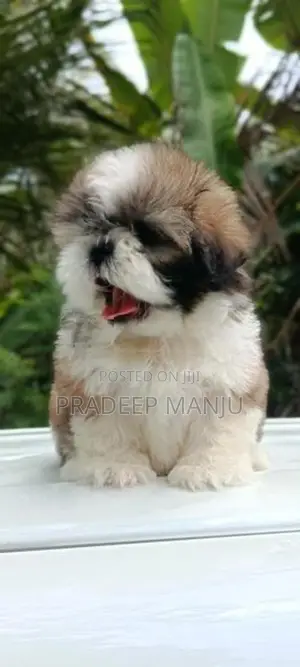shih tzu