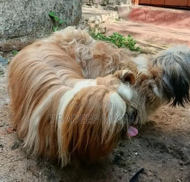 shih tzu