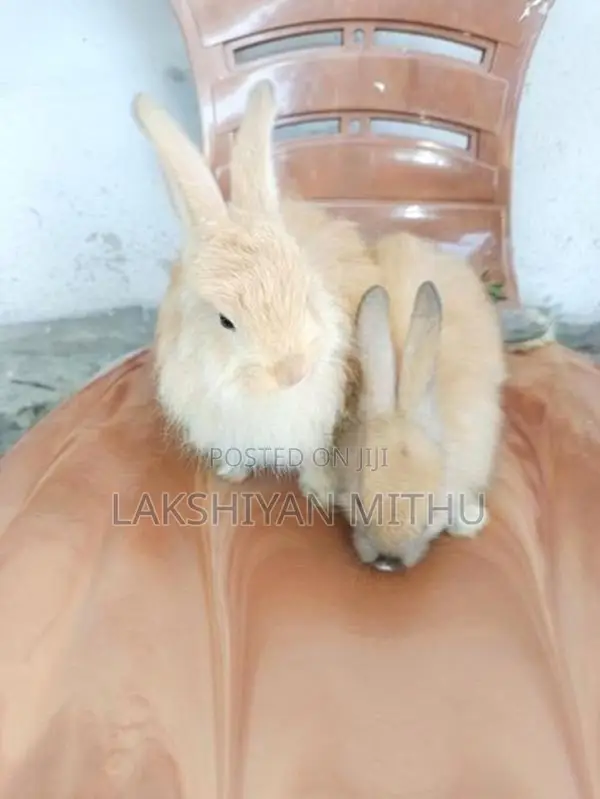 Angora Rabbit